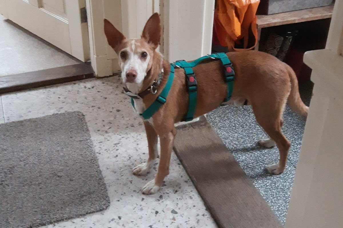 Pino