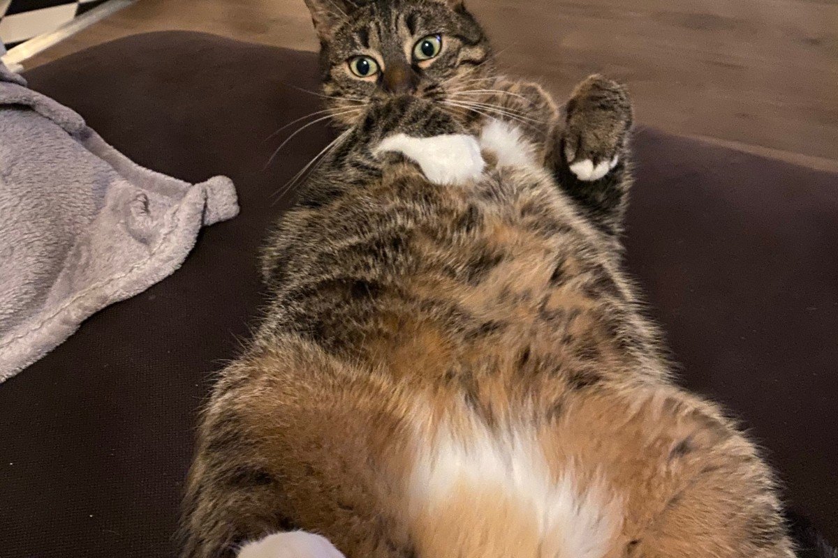 Teddy