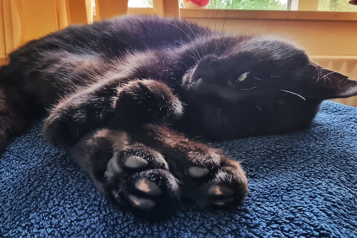 Panter