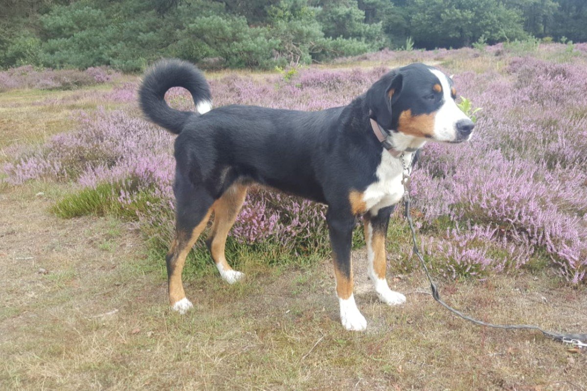Dex