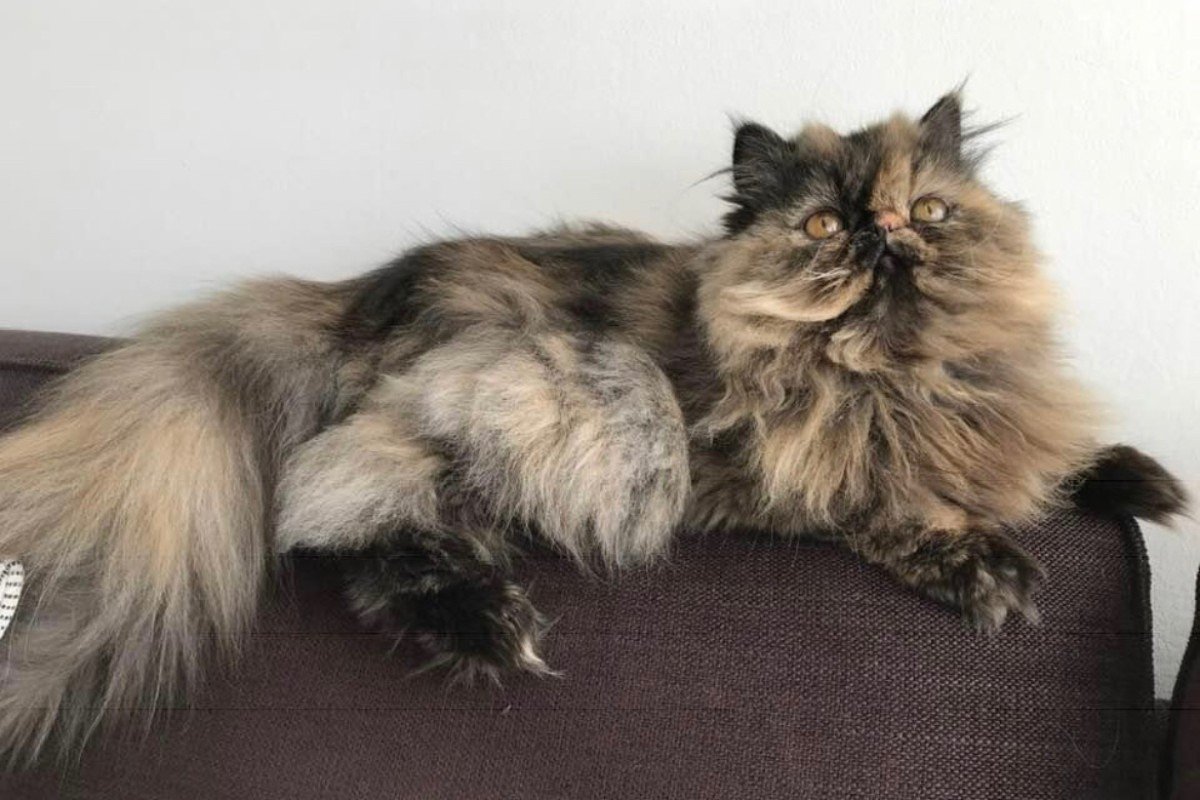 Molly