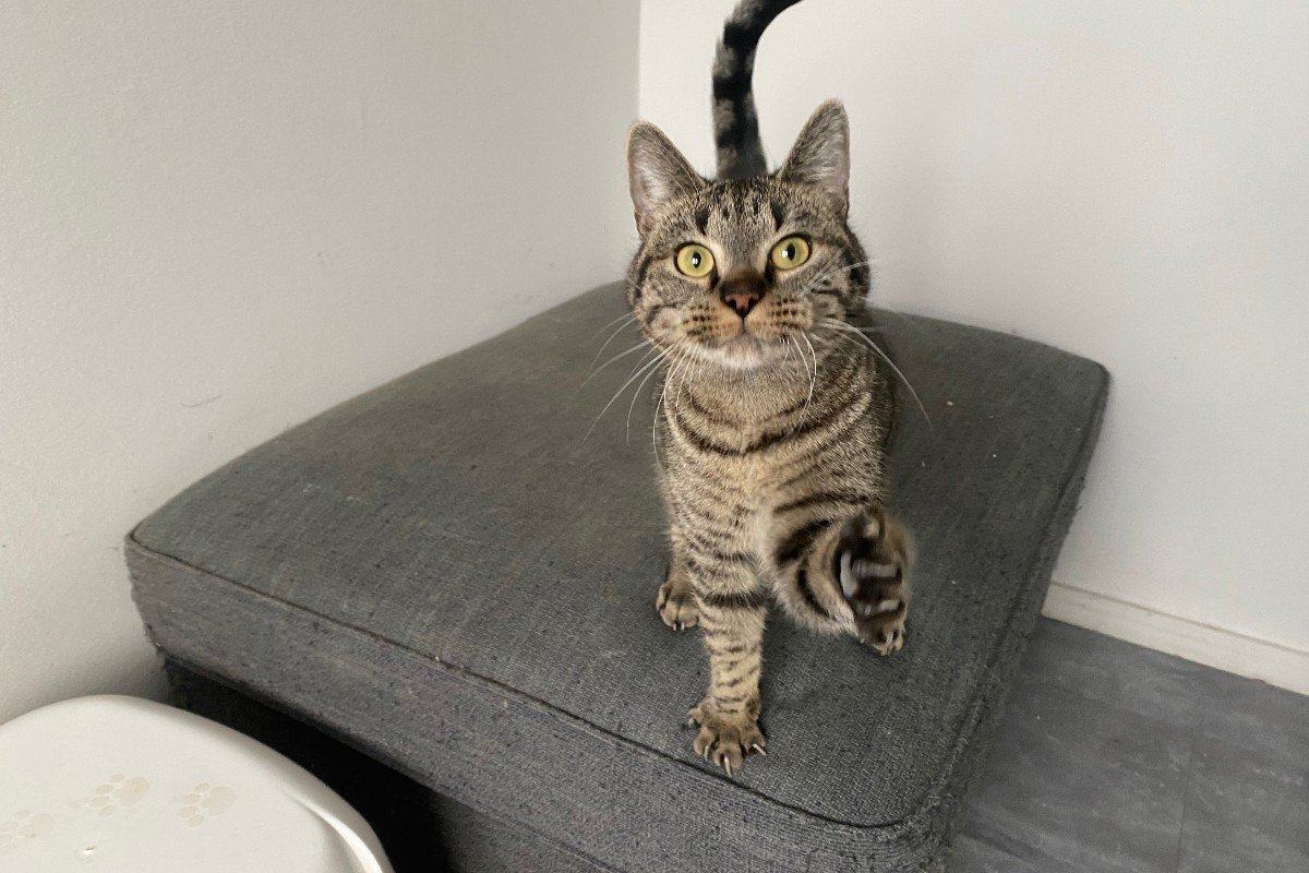 Siya