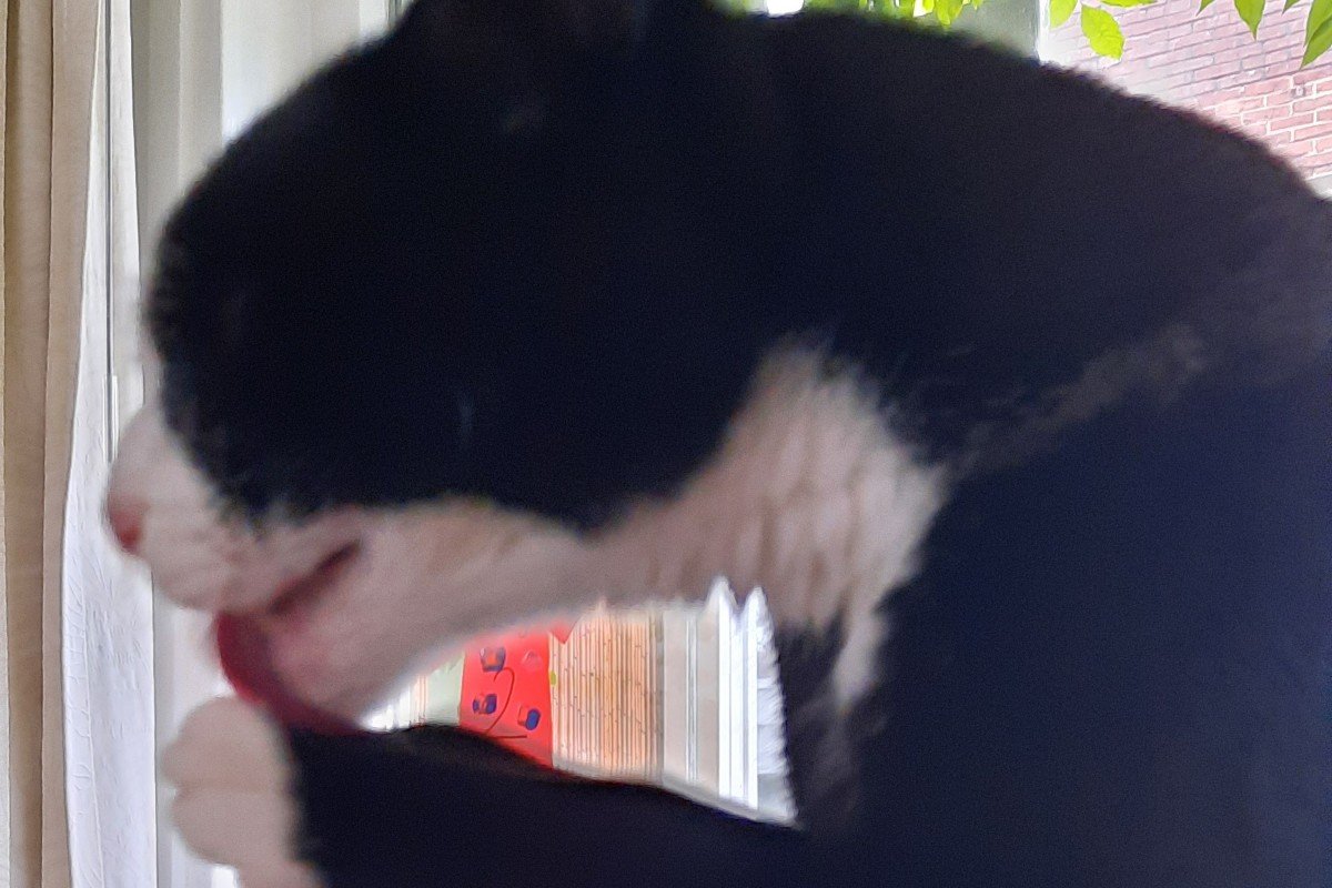 Dino