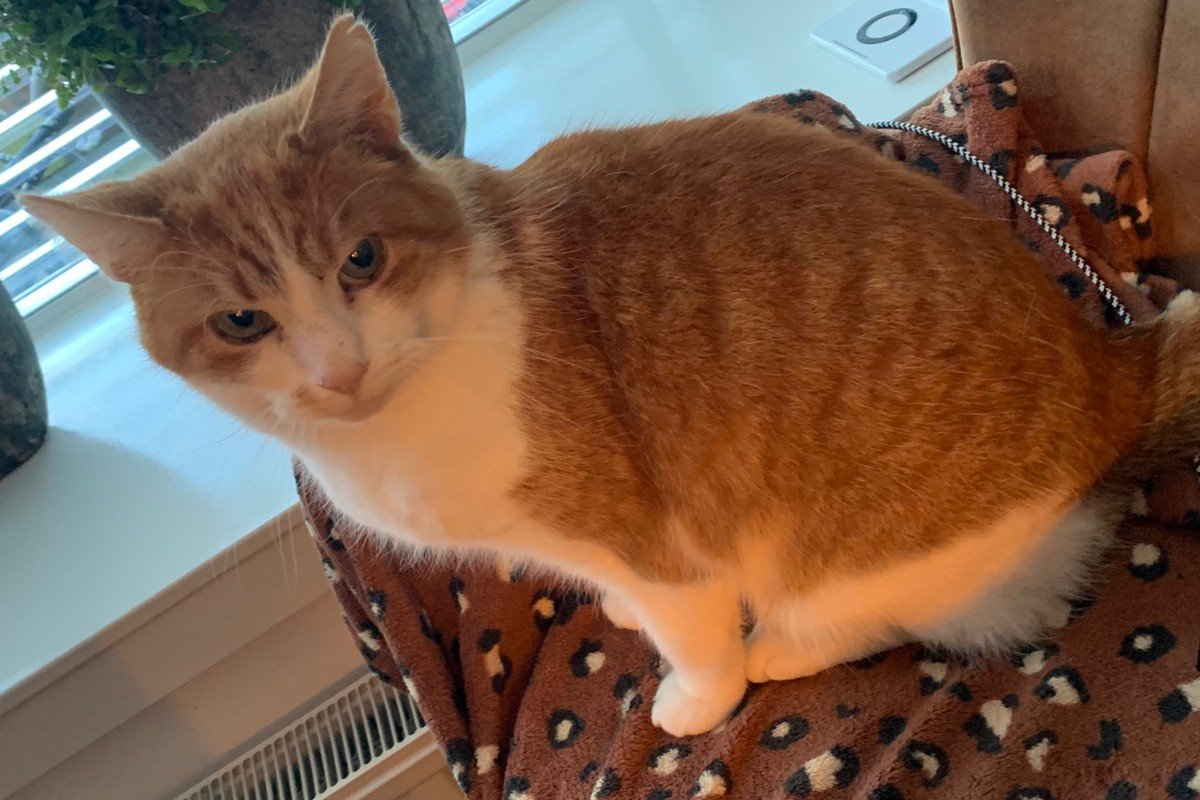 Dikkie Dik