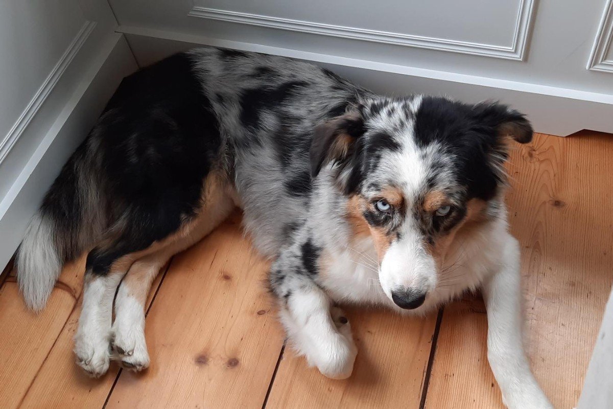 Pippa