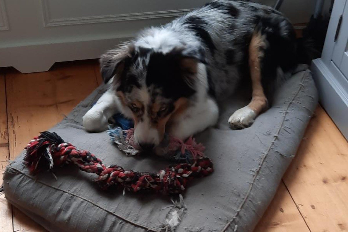 Pippa