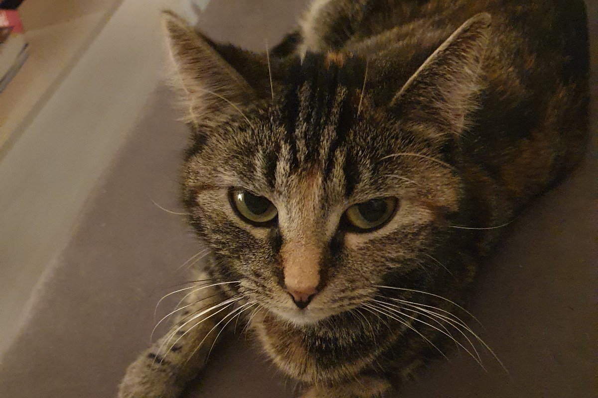 Miwi
