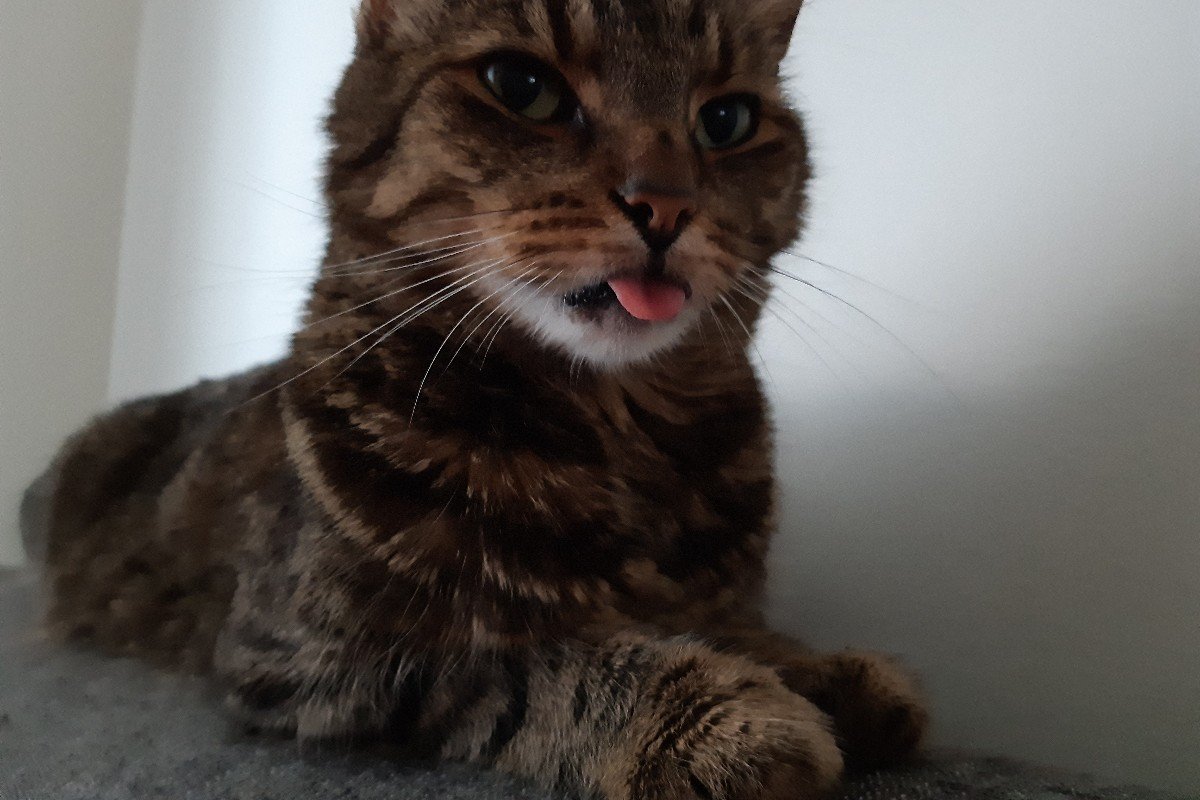 Benson Baileys