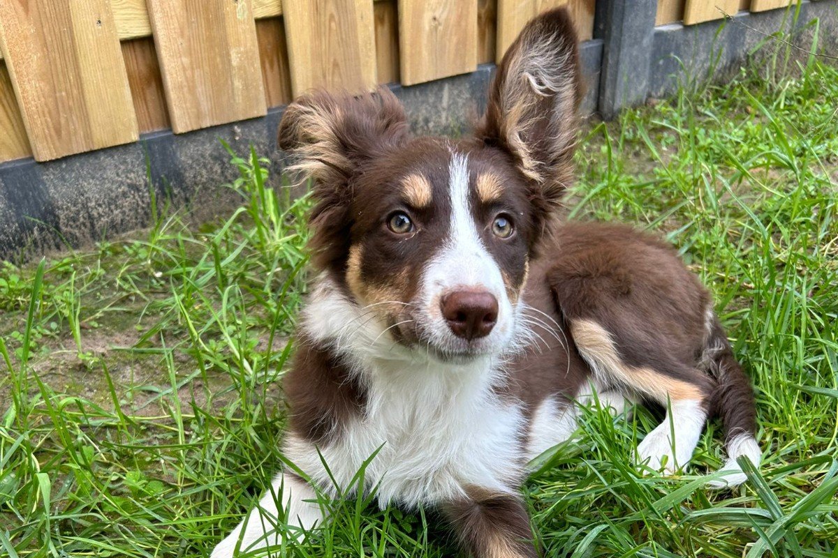 Nala