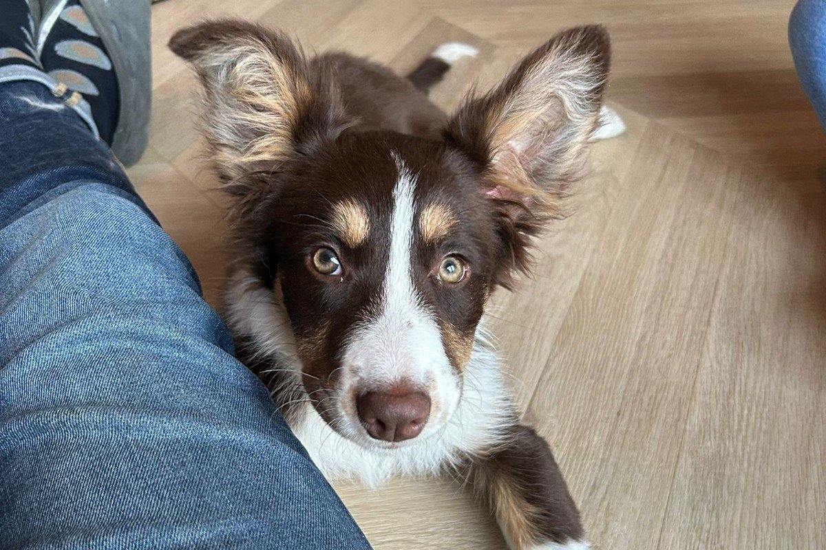 Nala