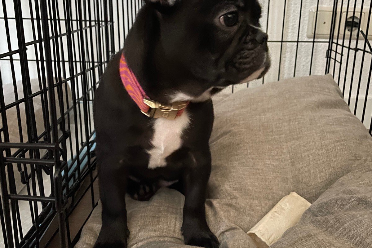 Bo