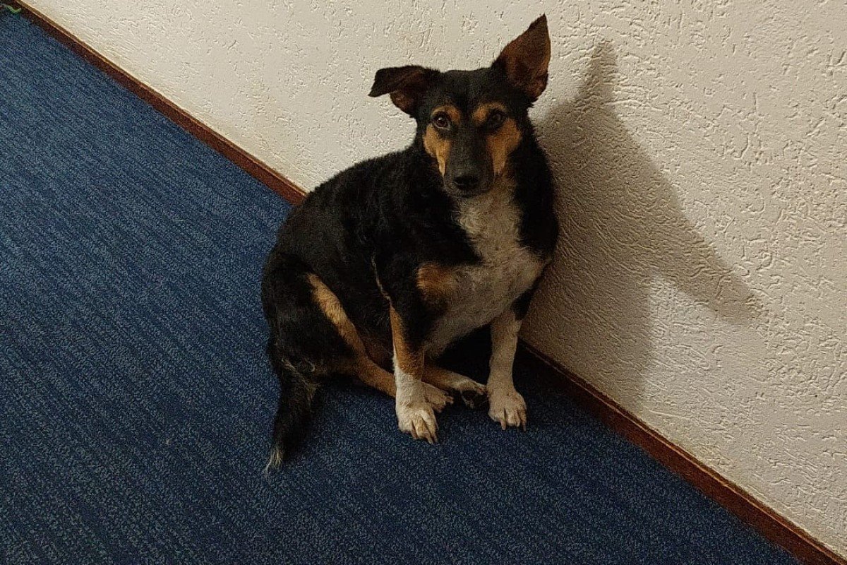 Maya