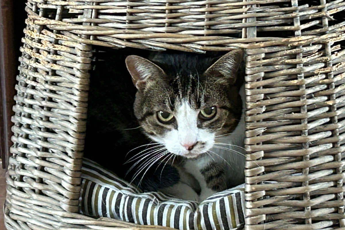 Tijgertje