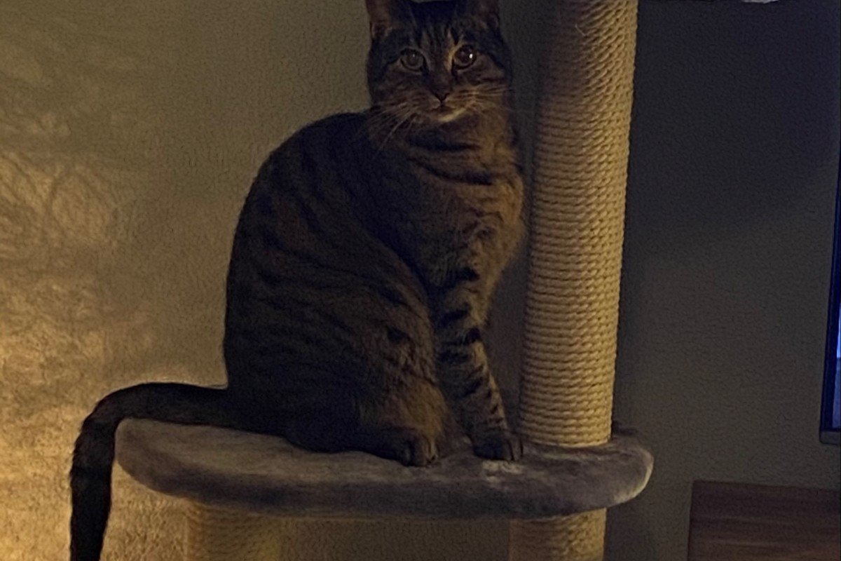 Nala