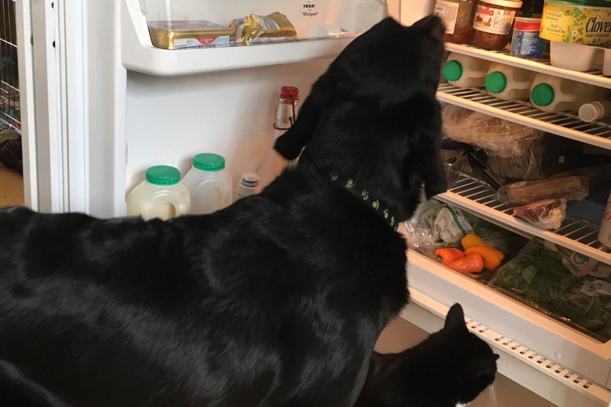 Hugo