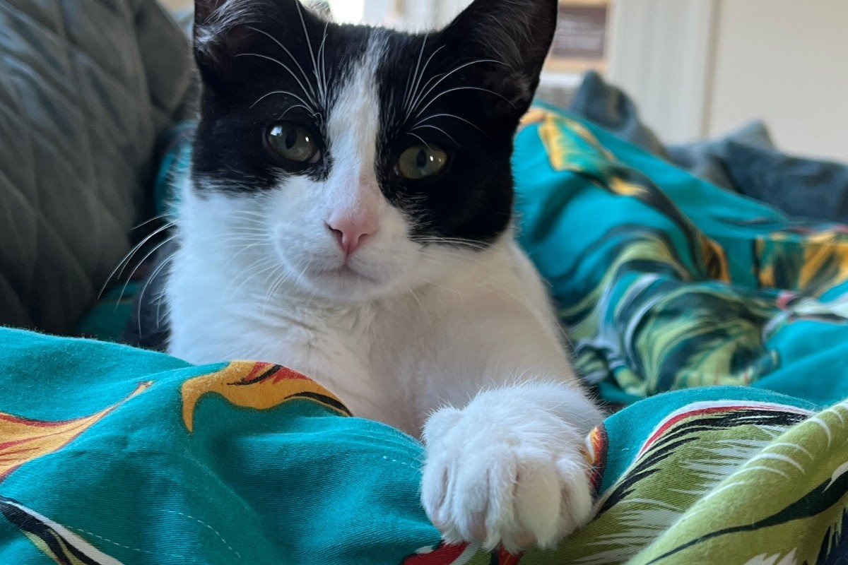 Diva