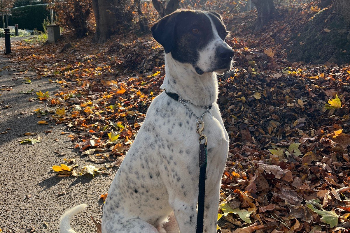 Loki