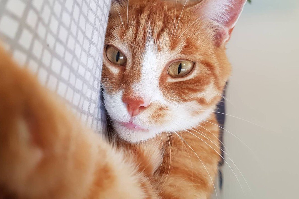 O'Malley
