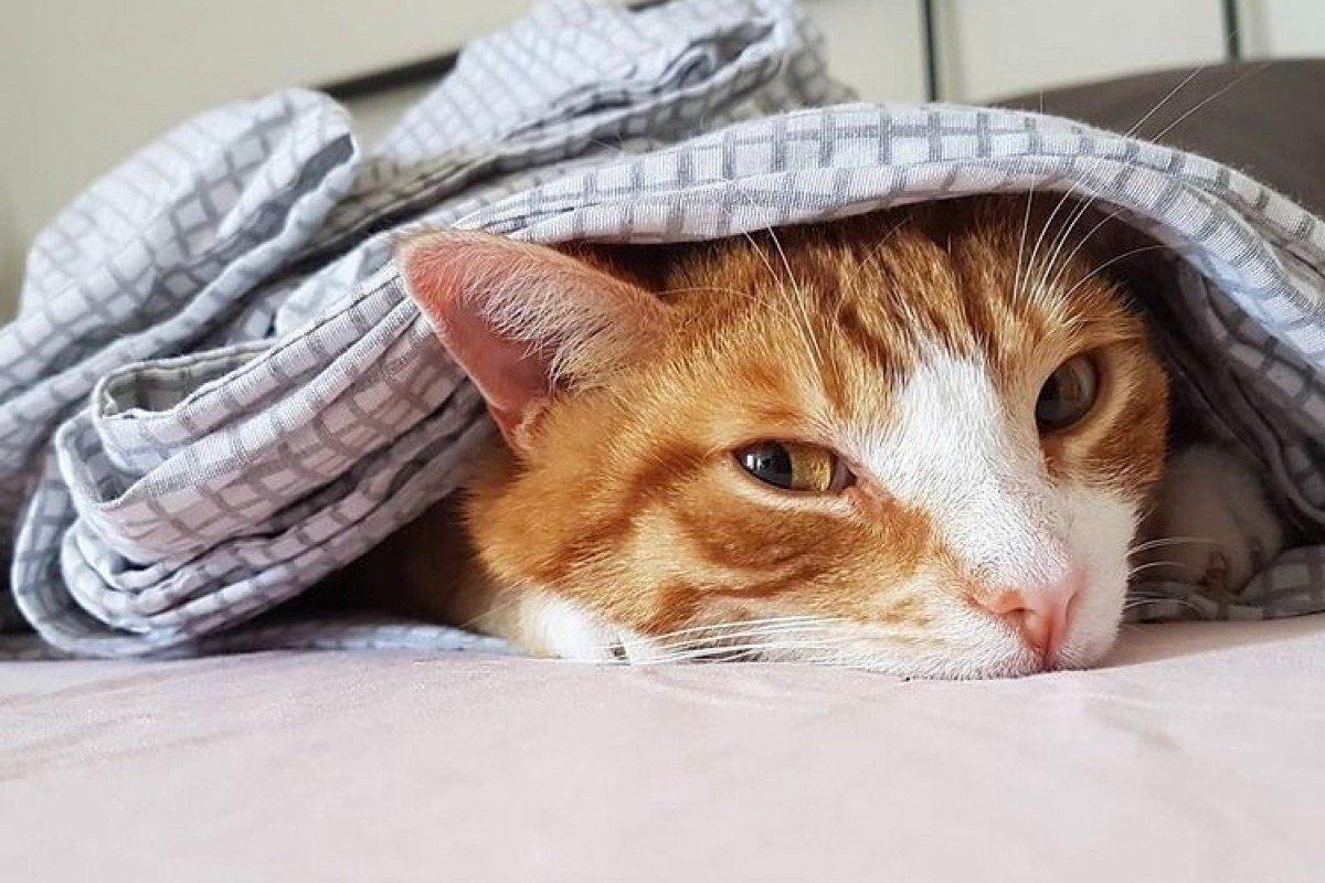 Dexter