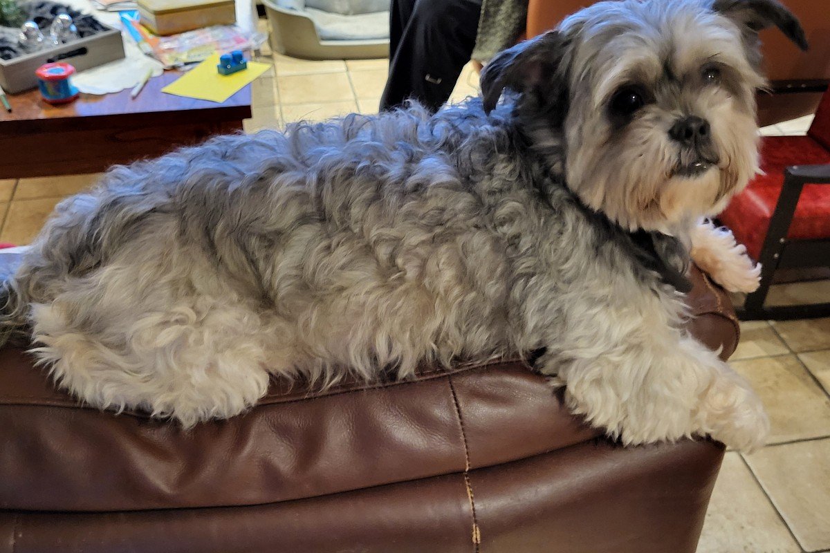 Chico