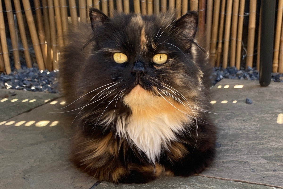 Lola