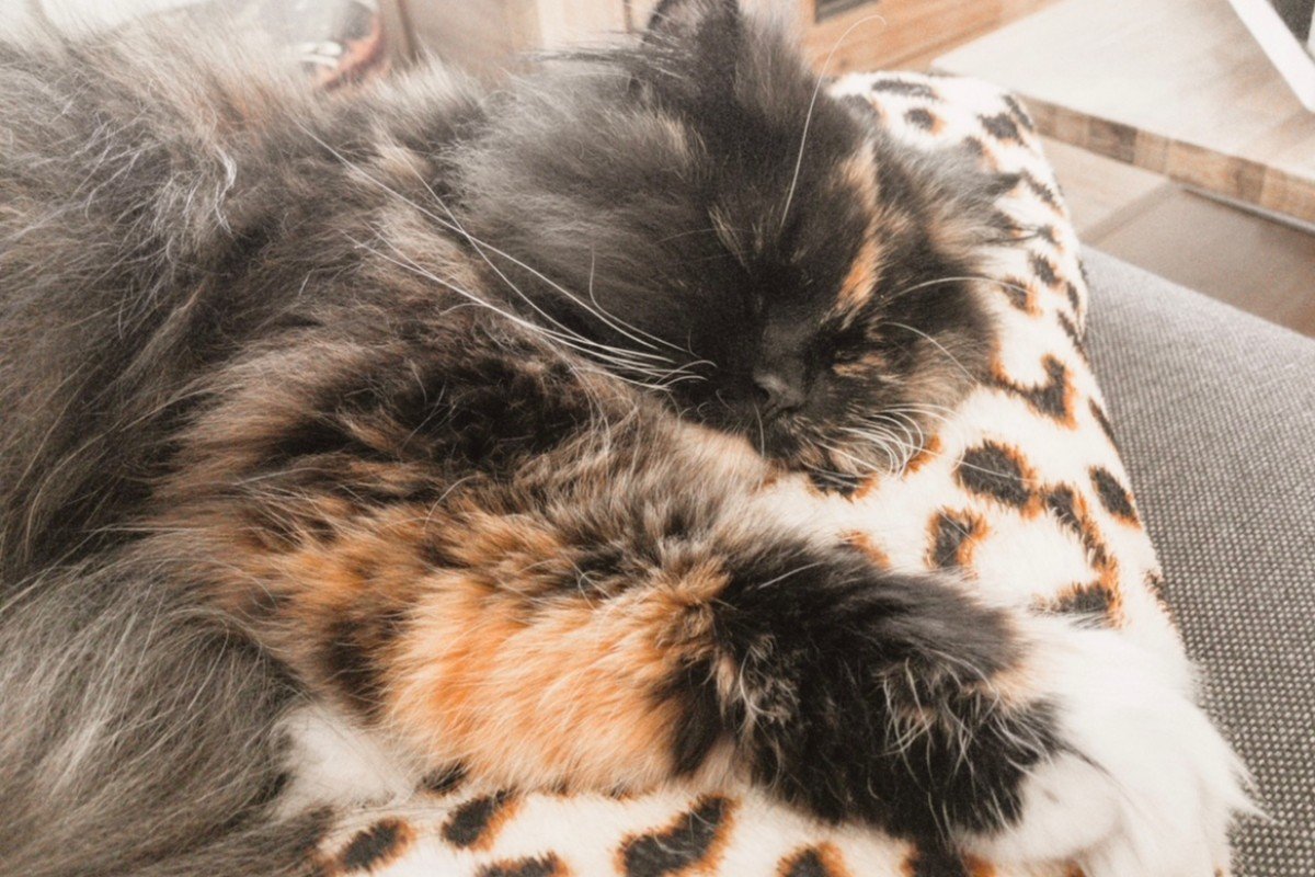 Lola