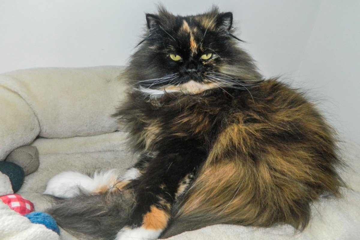 Lola