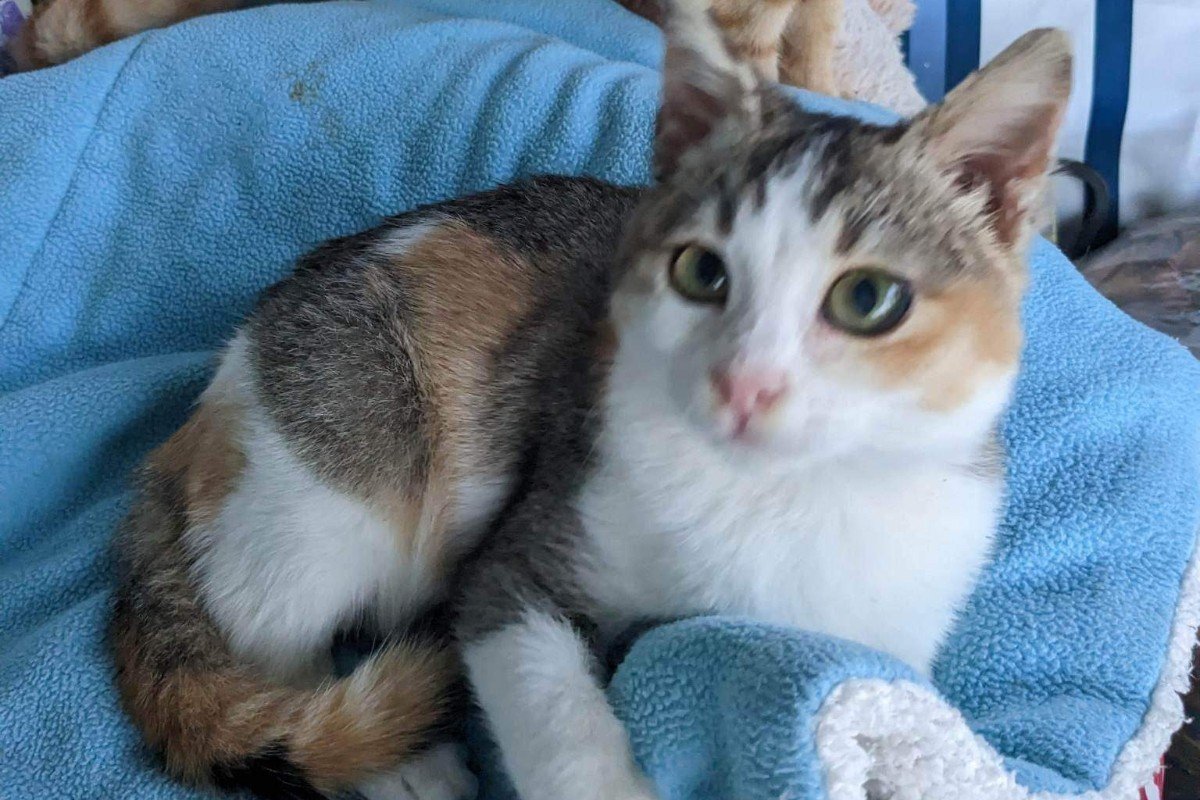 Penny