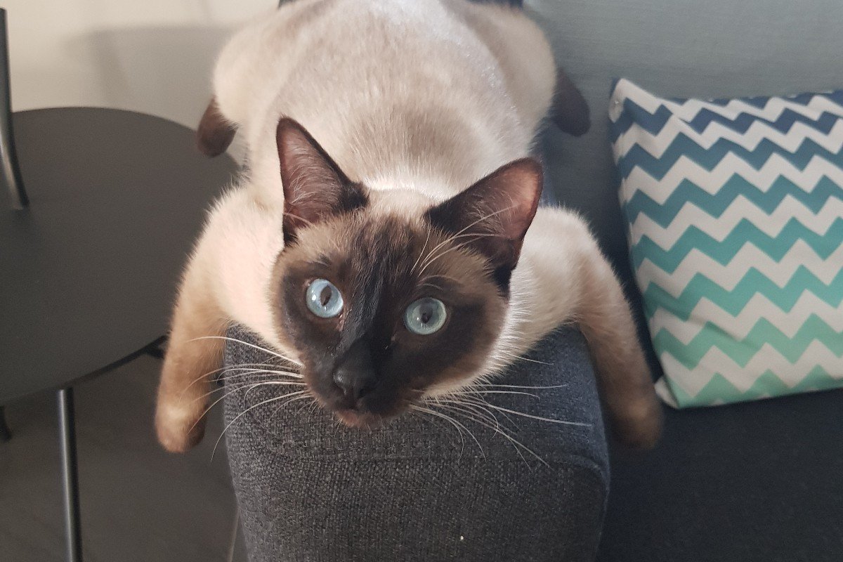 Odin