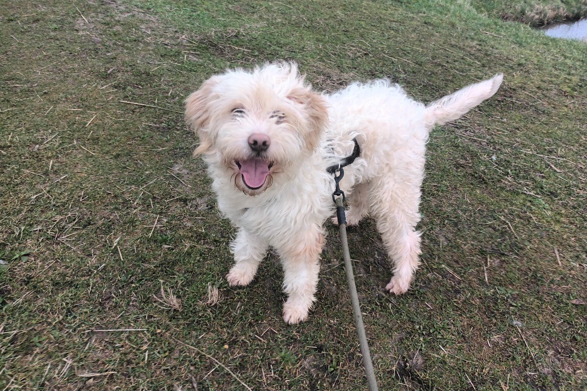 Milo