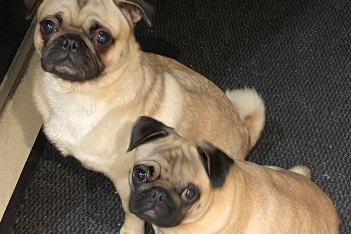 Paco