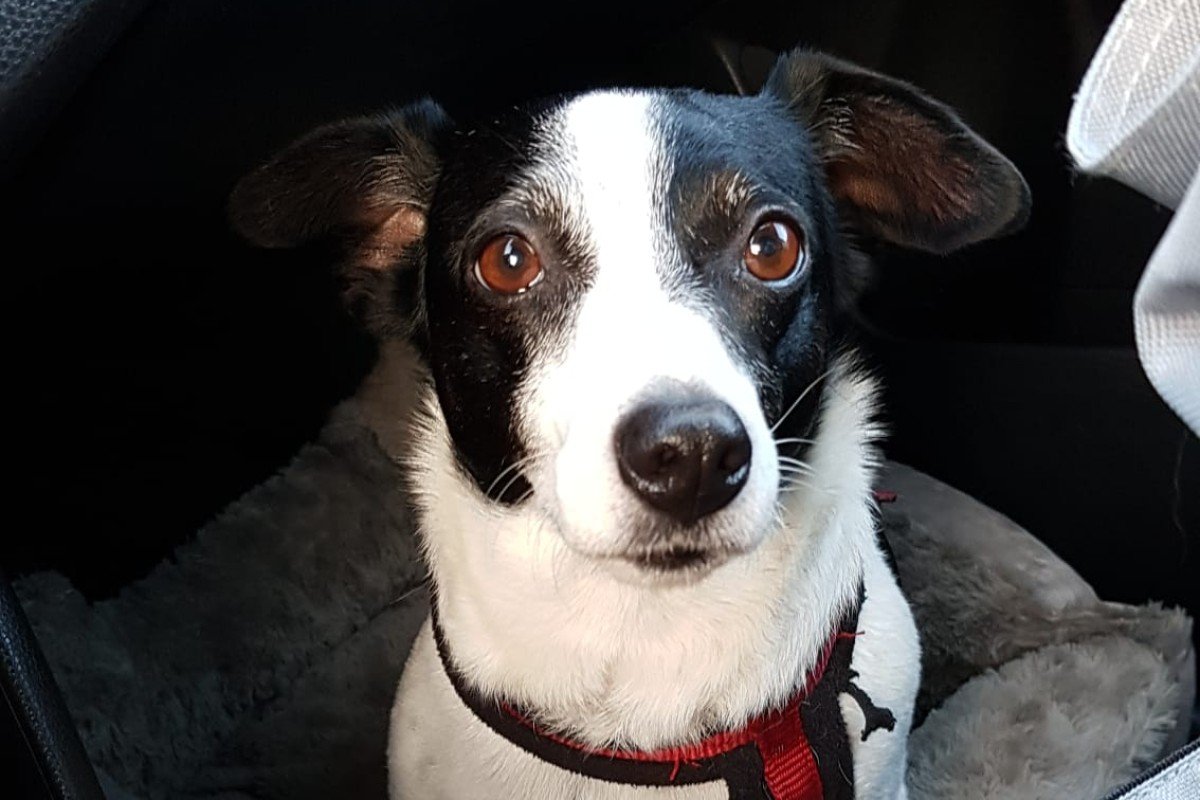 Daisy