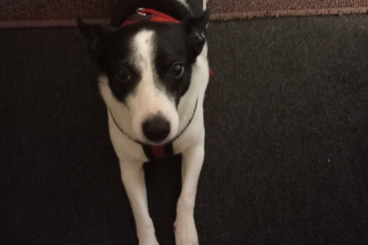 Daisy