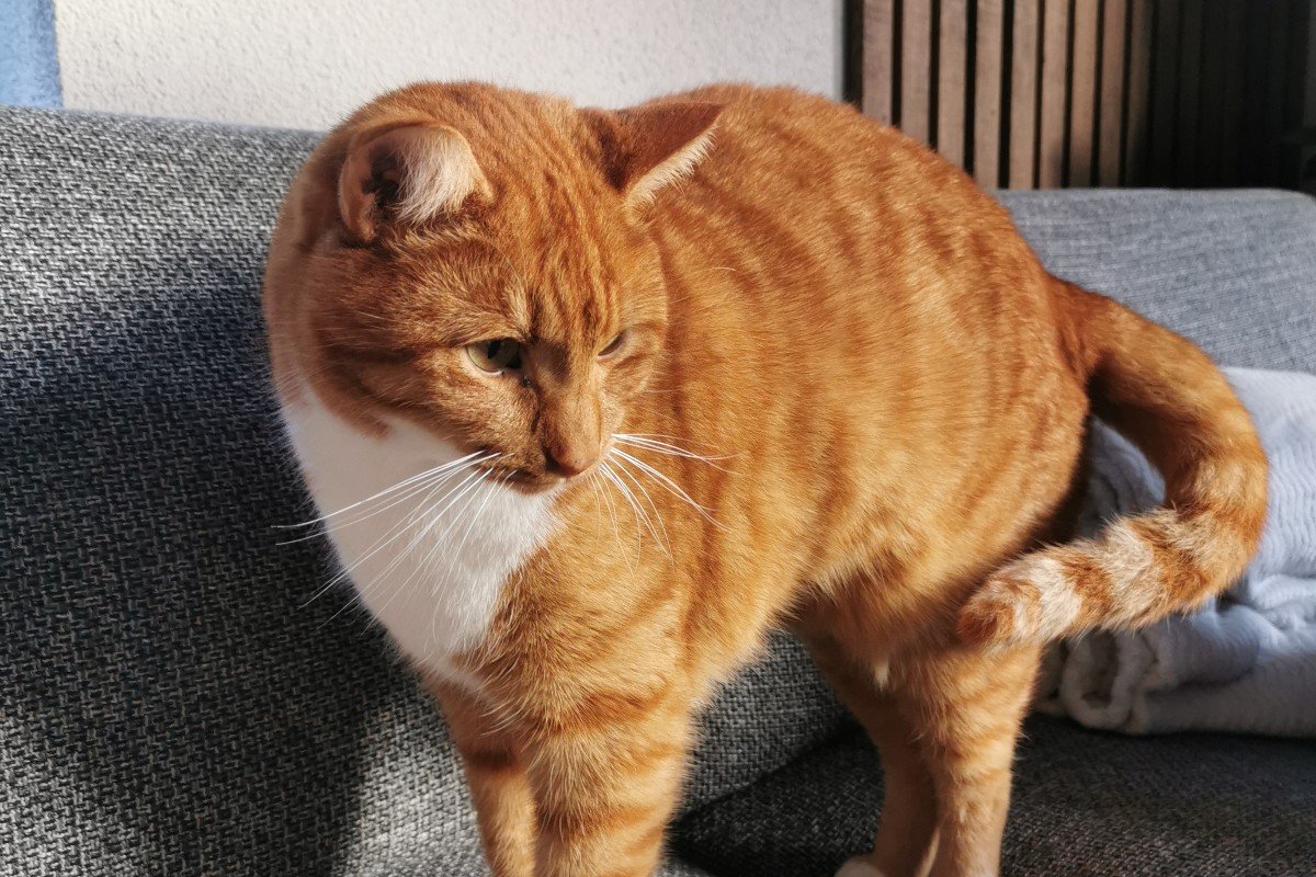 Boef