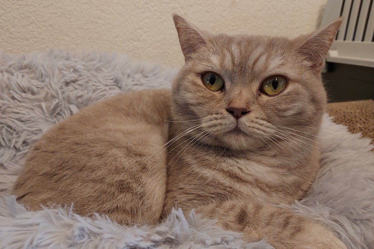 Kiki