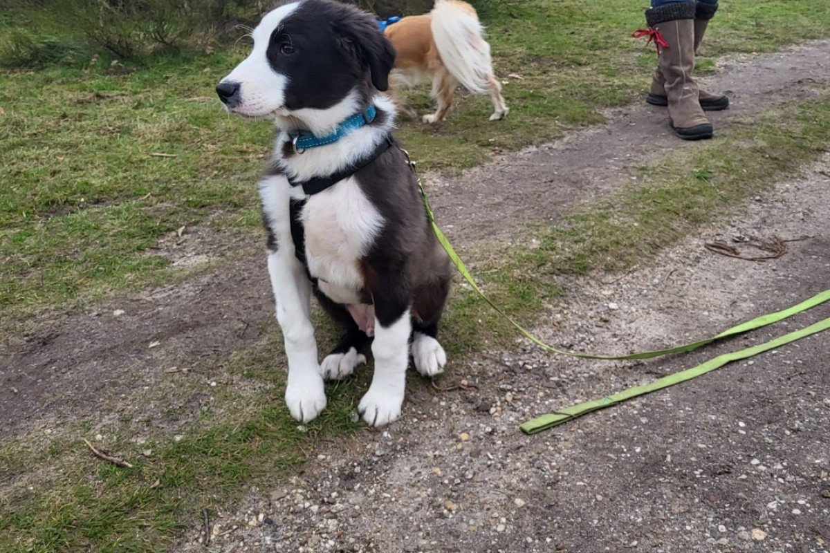 Pup Jelle