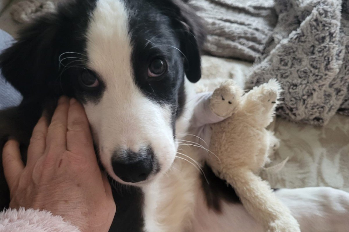 Pup Jelle