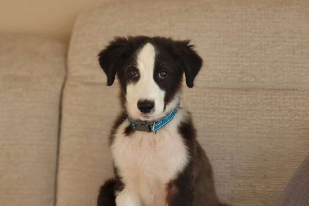 Pup Jelle