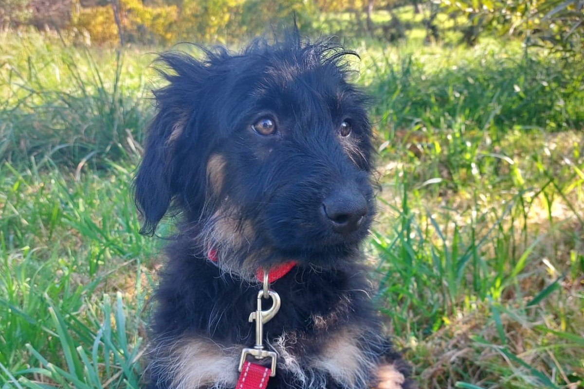 Dario