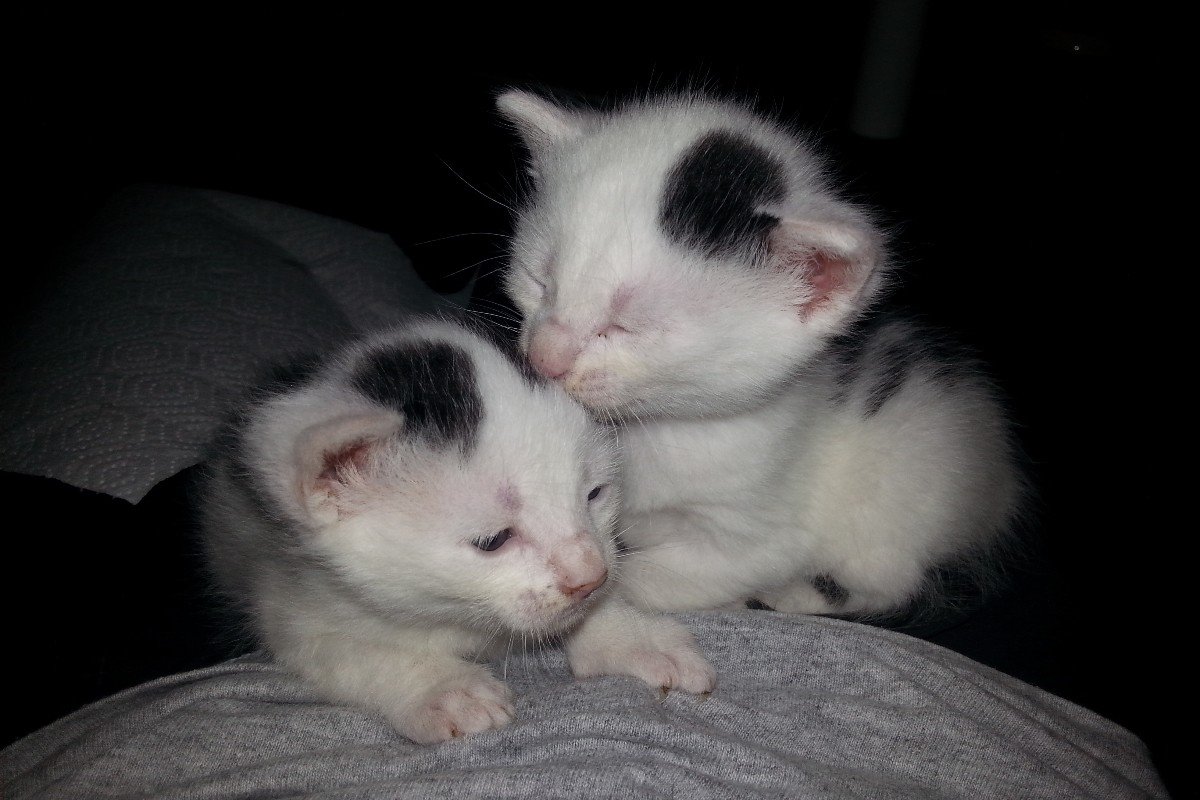 Gastgezinnen gezocht