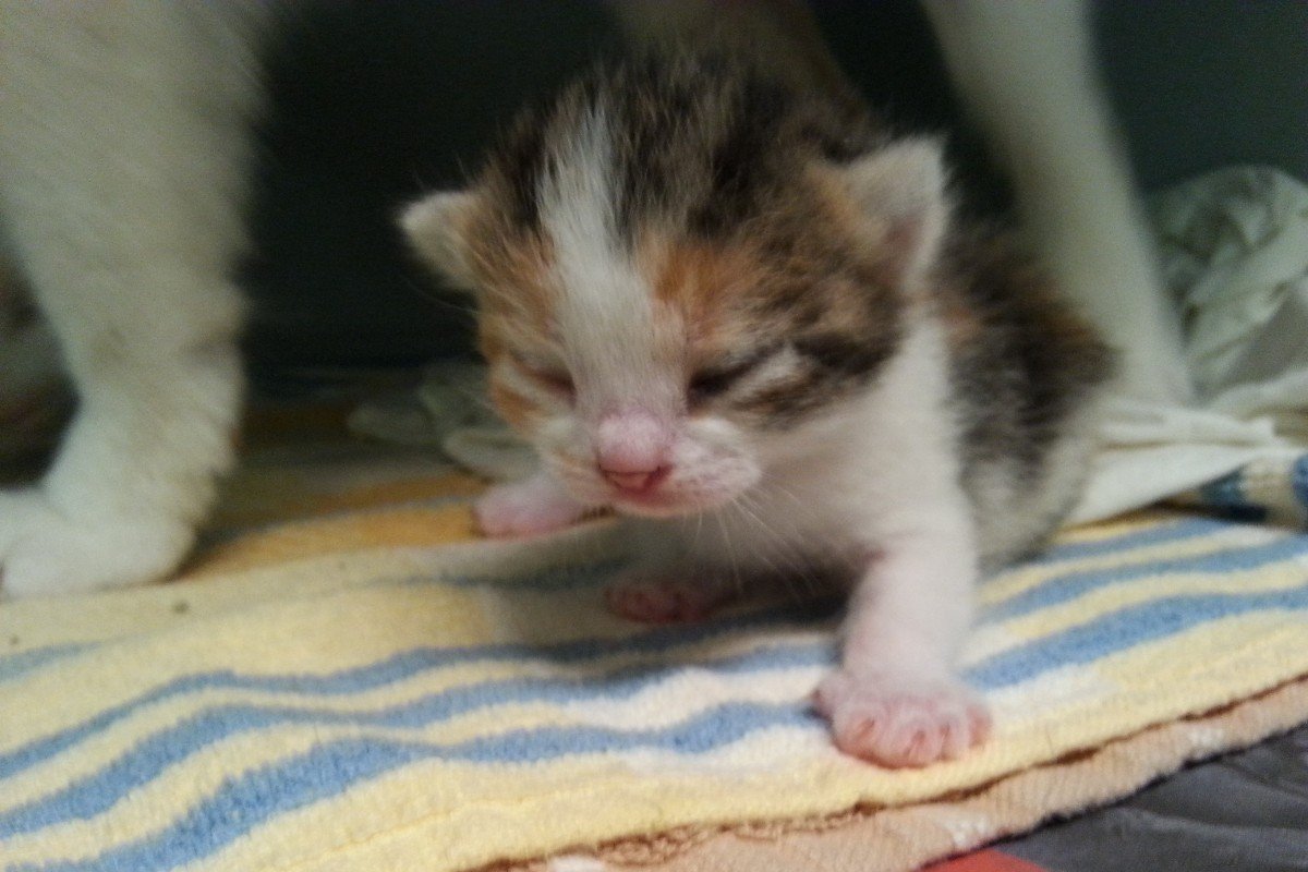 Gastgezinnen gezocht