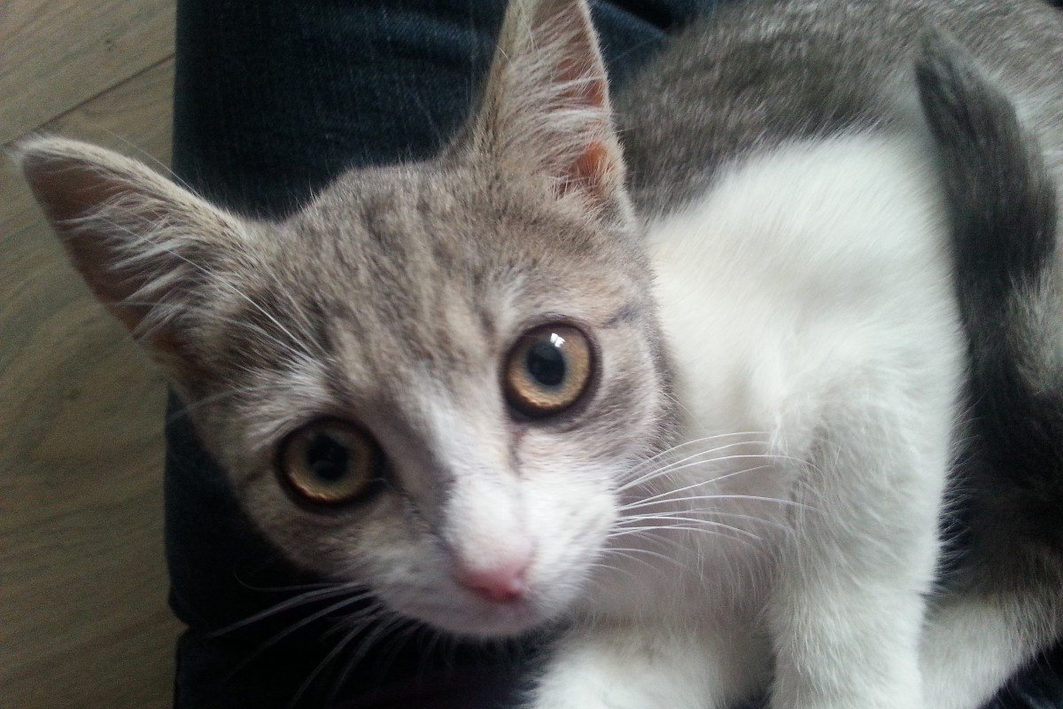 Gastgezinnen gezocht