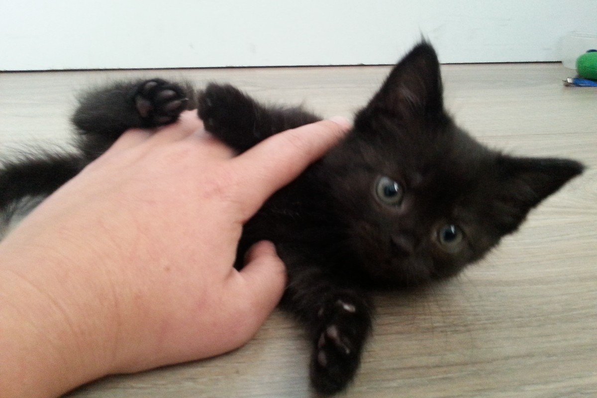 Gastgezinnen gezocht