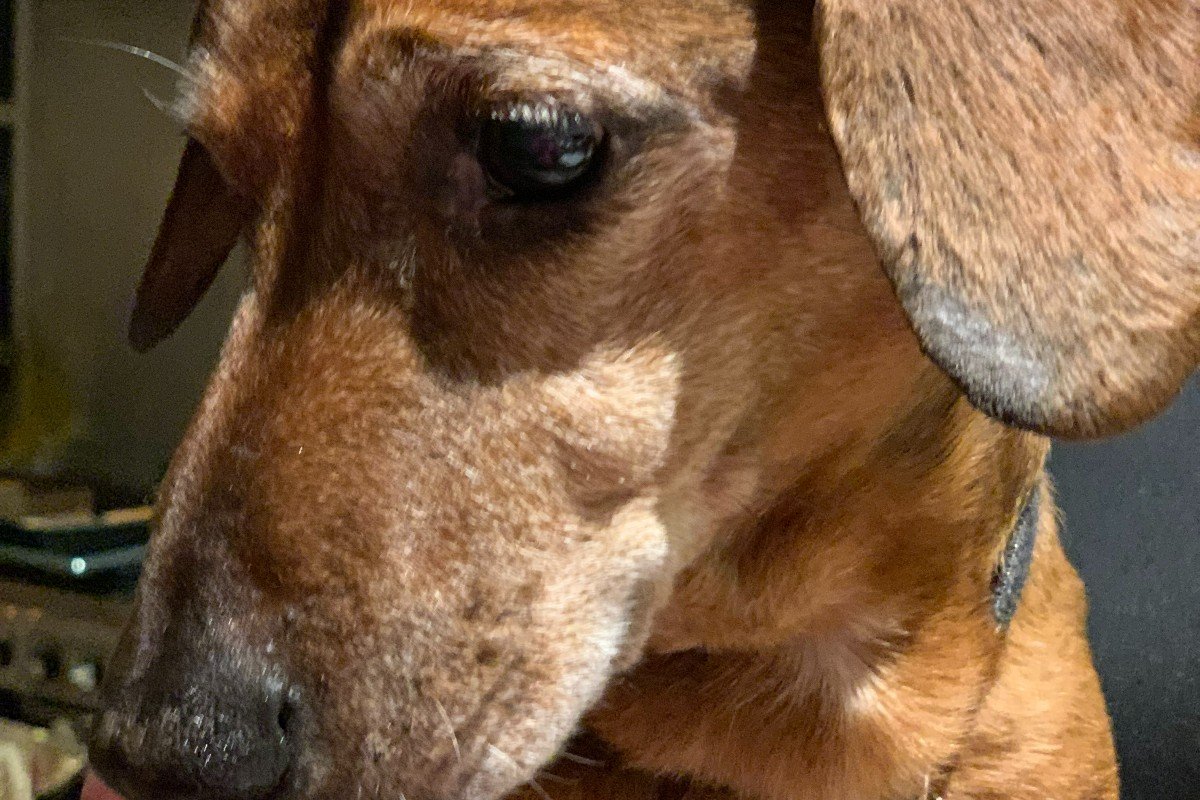 Tyson