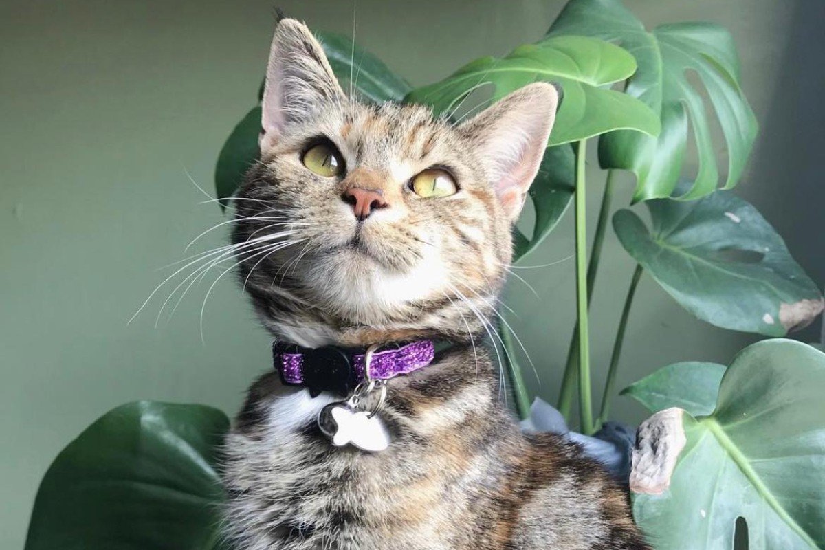 Moana