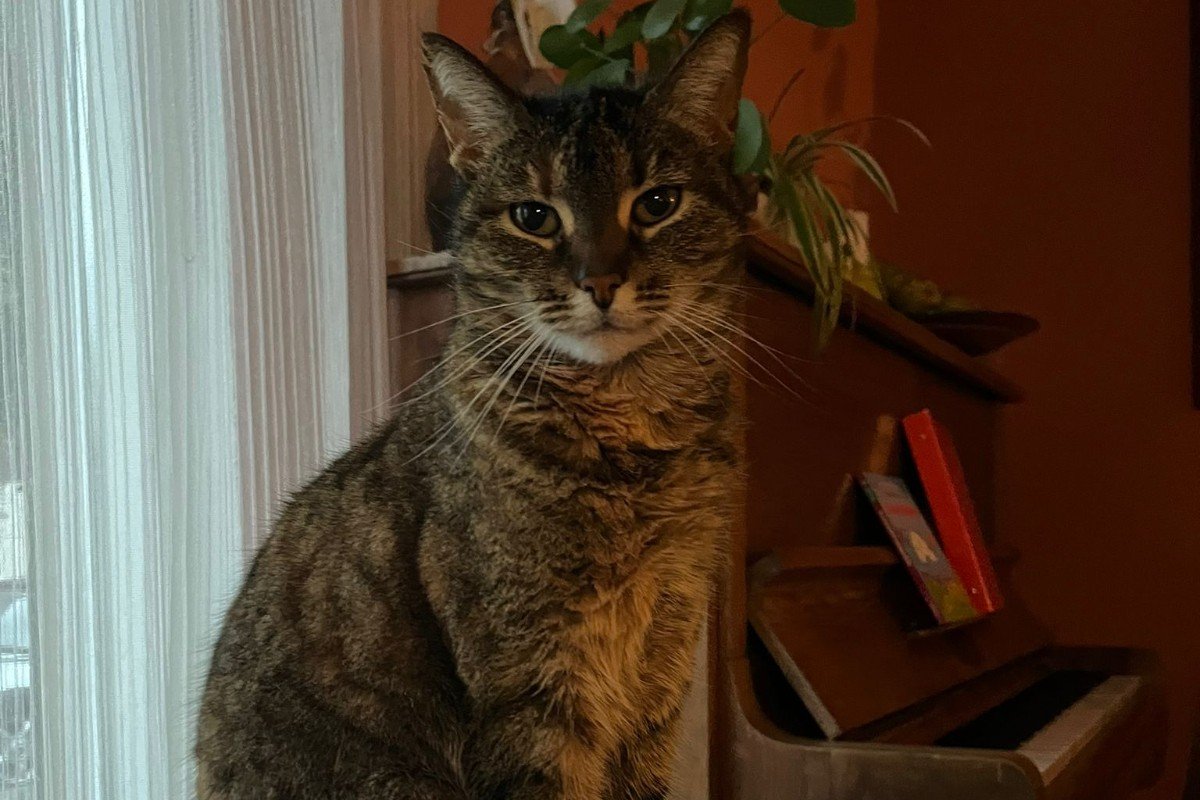 Pippa