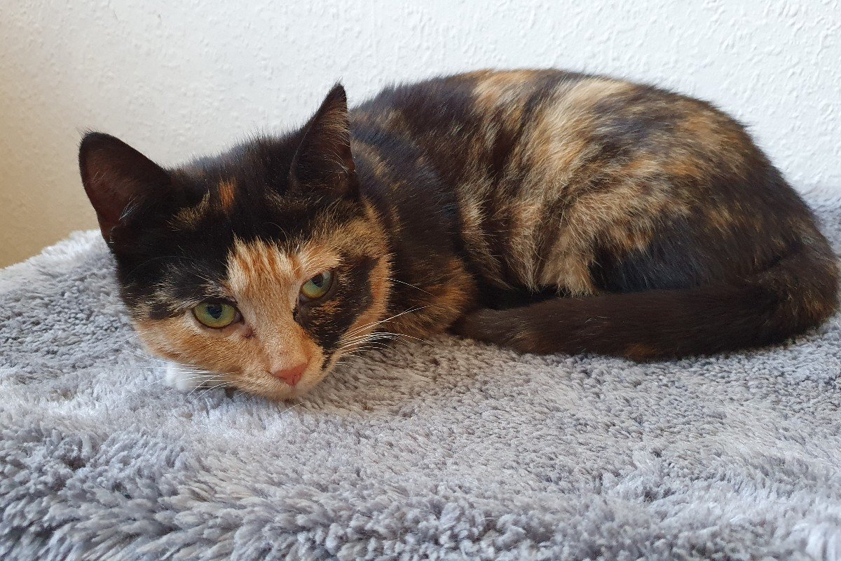 Cleo
