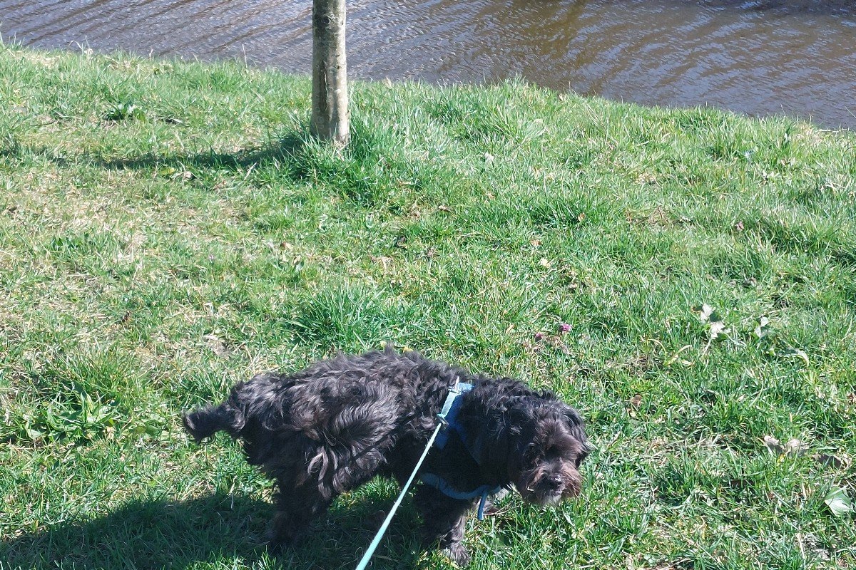 Swiebertje