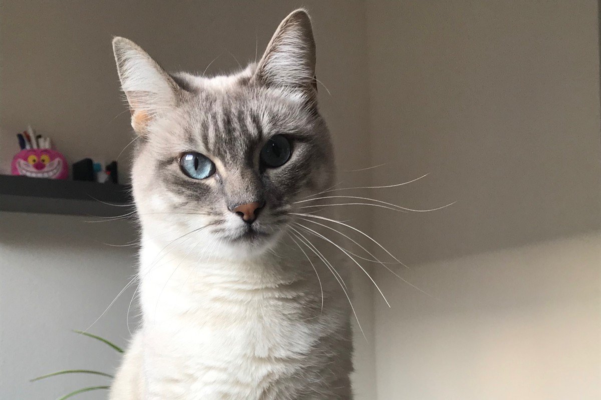 Nala
