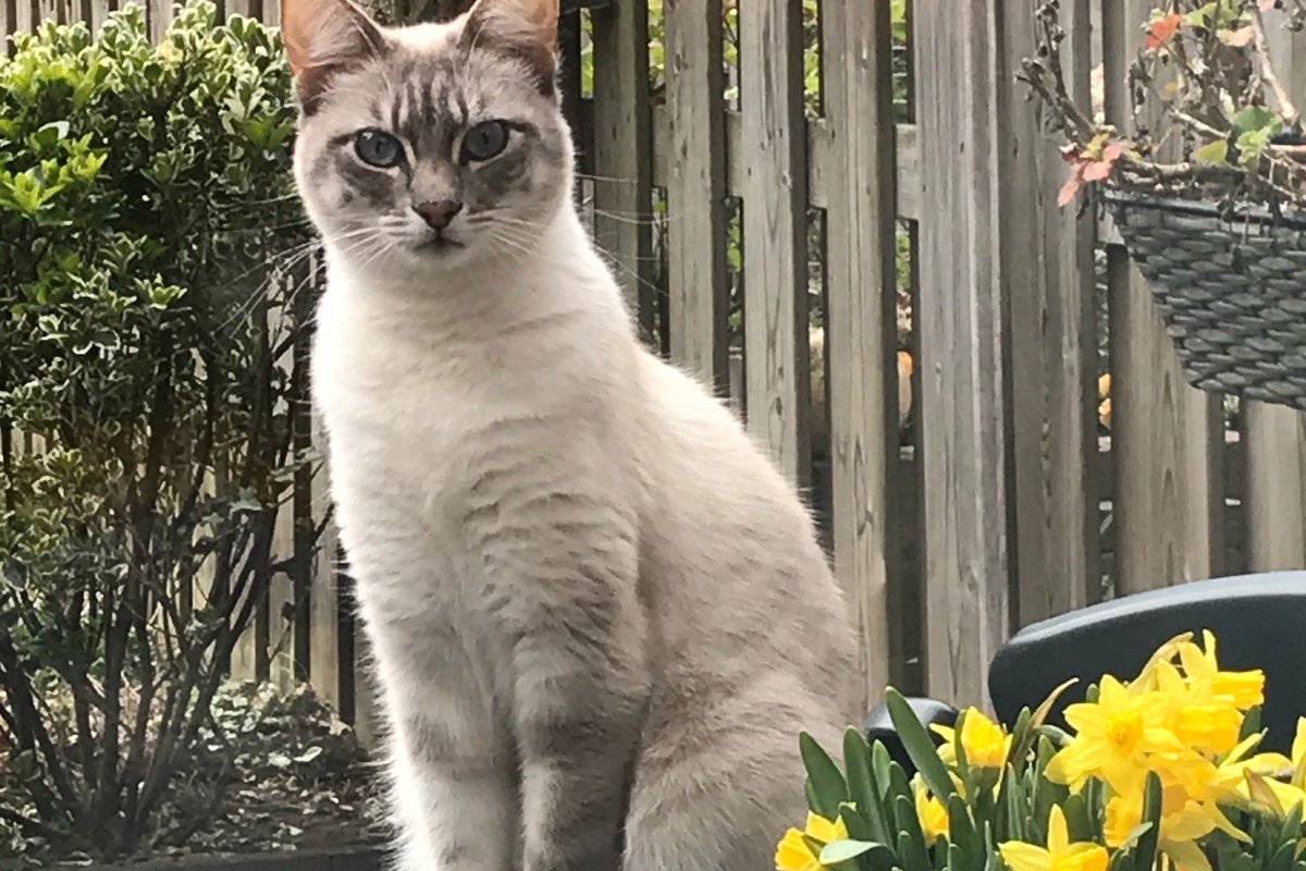 Nala